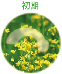 緑内障初期