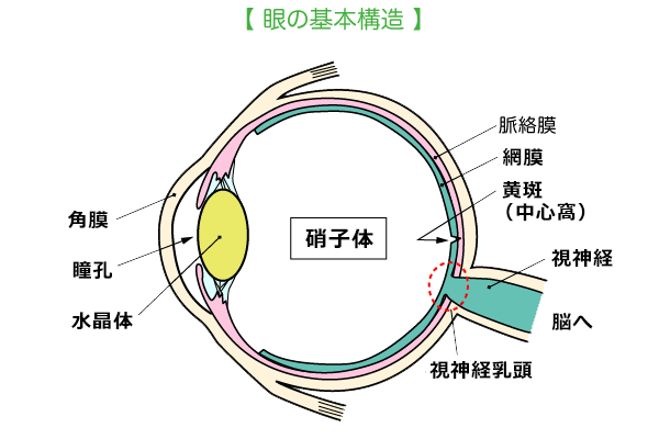硝子体